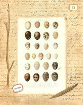 Histoire Naturelle Papers 10 small