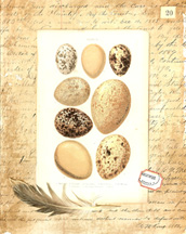 Histoire Naturelle Papers 2 small