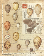 Histoire Naturelle Papers 7 small