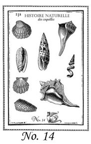 She Sells Sea Shells Stamp Set 14 small
